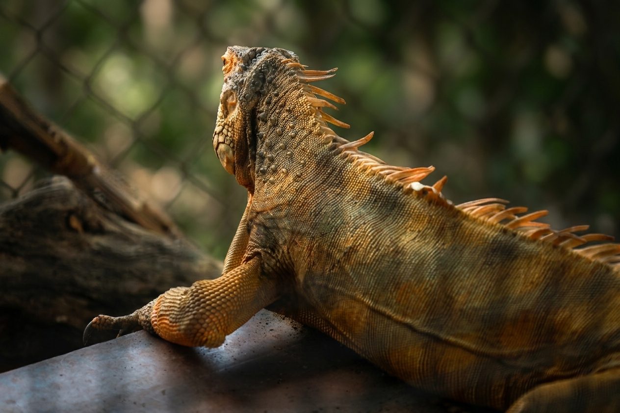 Wildlife by Max Media Academy student